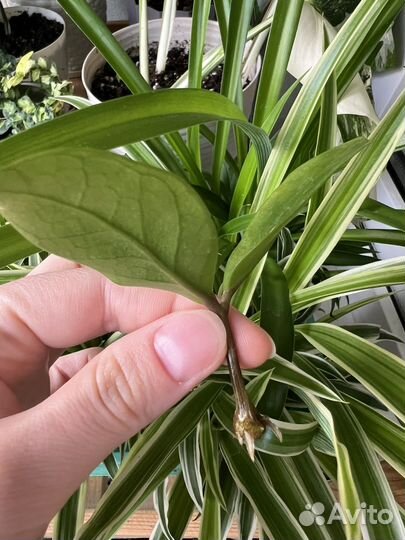 Замиокулькас