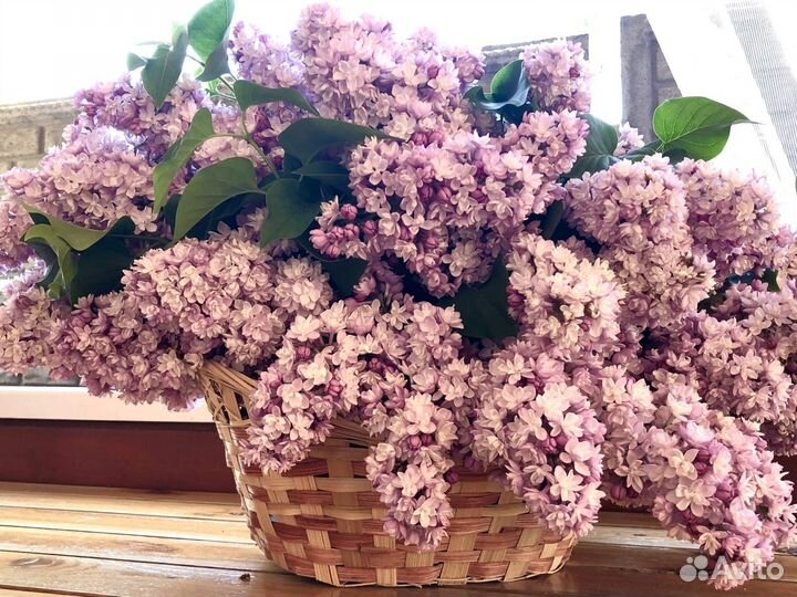 Букет из сортовой сирени
