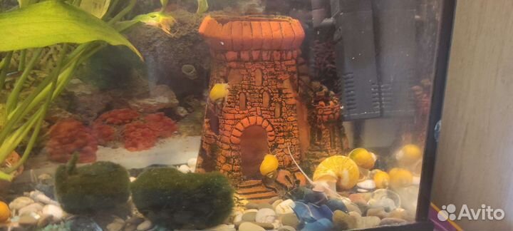Аквариум