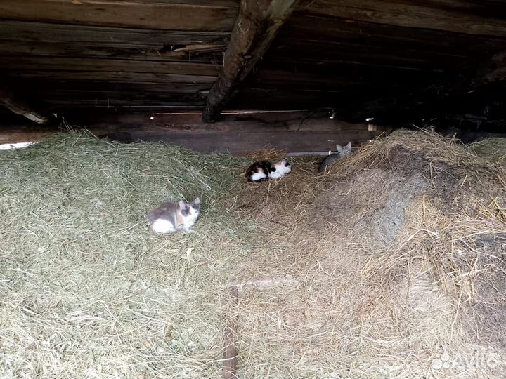 Котята в добрые руки