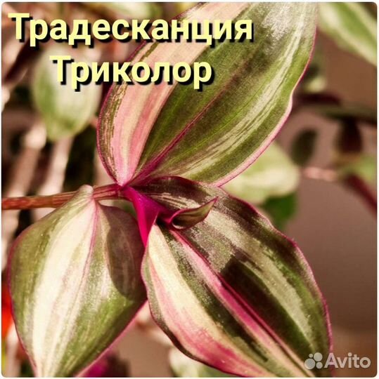 Много домашних растений