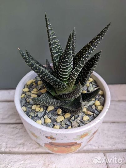 Алое в керамике 