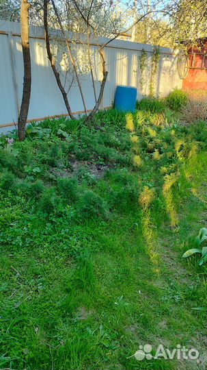 Можжевельник