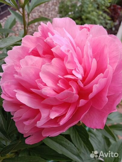 Пионы (дележка осень 2024г) зкс