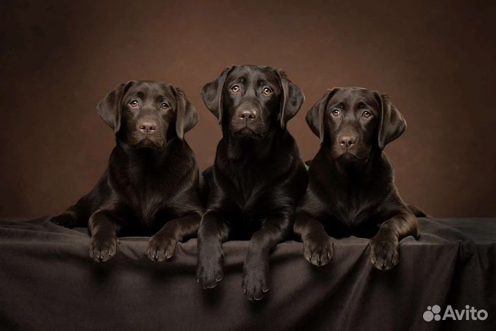 Лабрадоры щенки