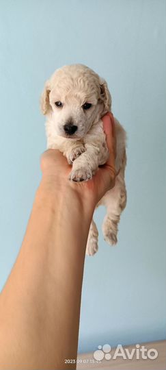 Щенки той пуделя