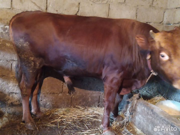 Продажа быков