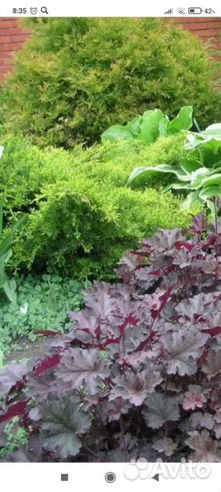 Гейхера бордовая цветет розовыми цветочками