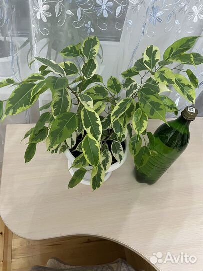 Фикус бенджамина