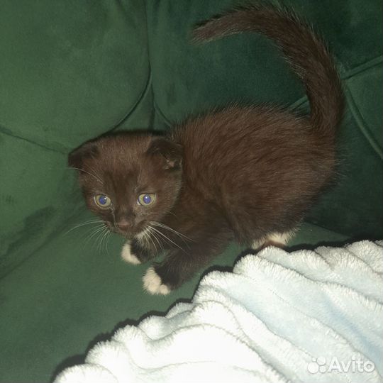 Вислоухие котята