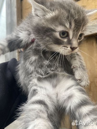 Котята