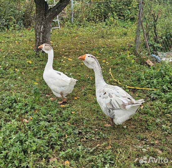 Холмогорские гуси