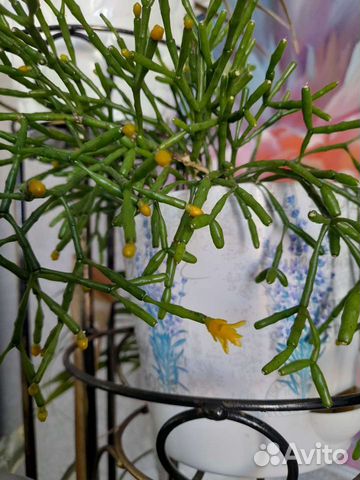 Цветок Рипсалис