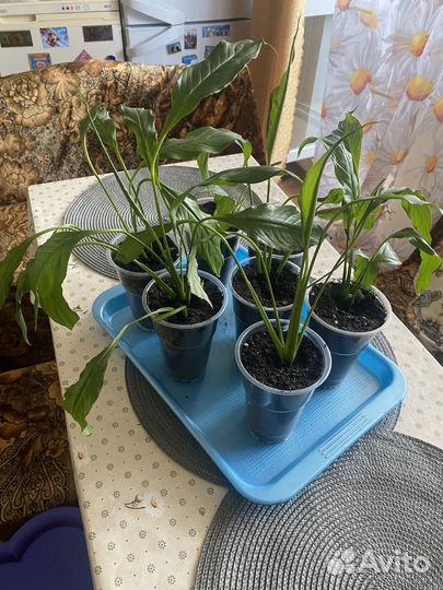 Спатифиллум