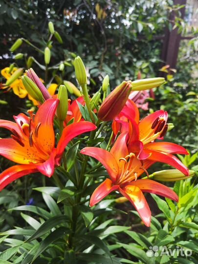 Лилии луковицы и цветы