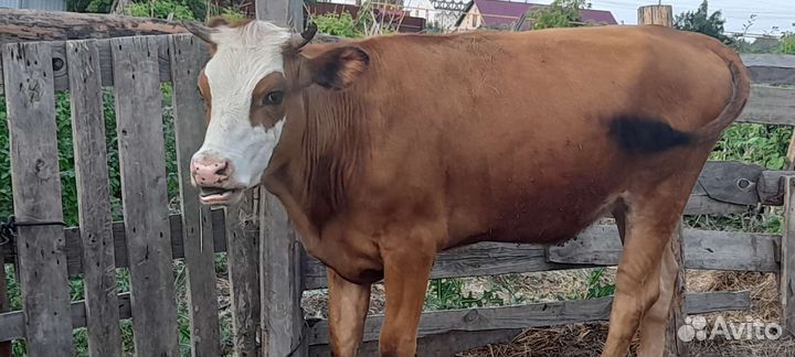 Тёлка 1.6 месяцев