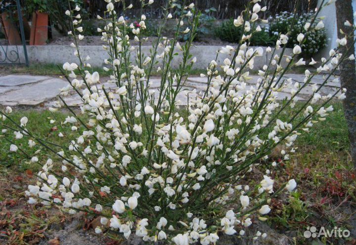 Семена ракитника белого