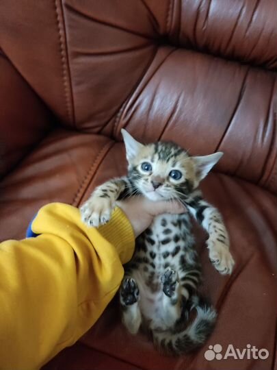 Бенгальская