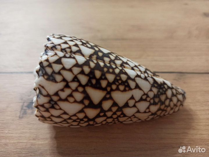 Морская раковина