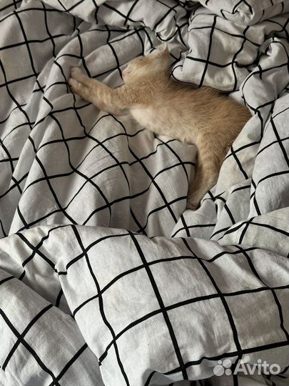 Котята в добрые руки бесплатно