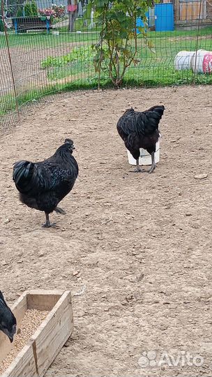 Куры ухейилюй брама голошейные Джерсийский гигант