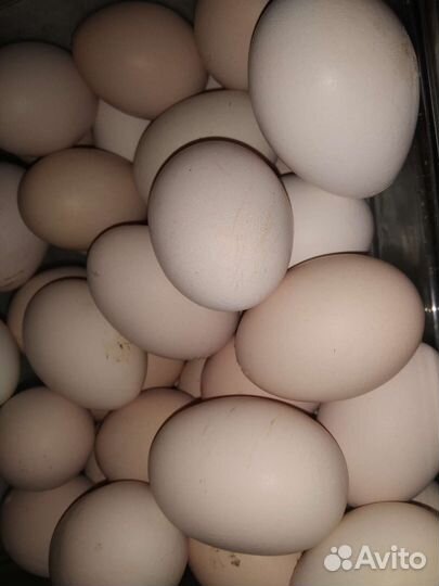 Домашние куриные яйца