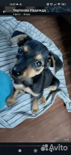 Той терьер щенок