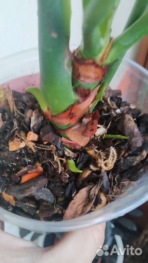 Антуриум Виолет Харт