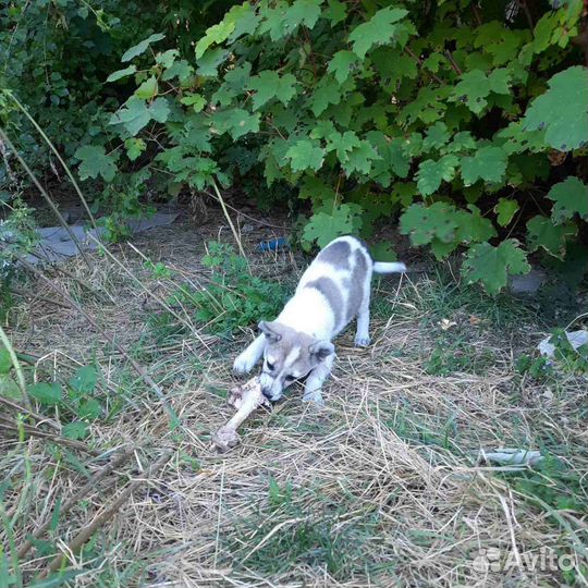 Щенок в добрые руки