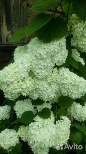 Рассада кустарников