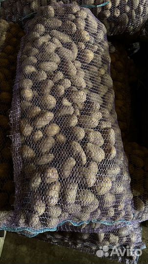 Семенной картофель