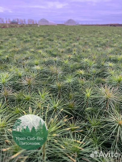 Зкс и окс Сосна Ель Лиственница сеянцы Голуб горн