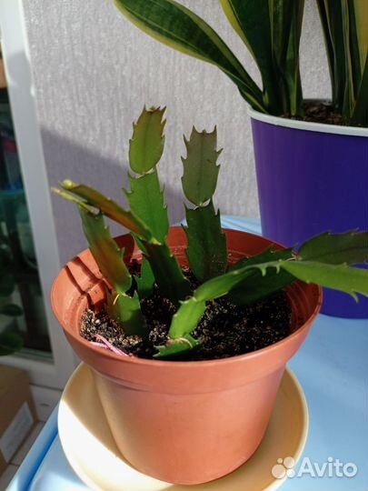 Декабрист шлюмбергера с бутонами