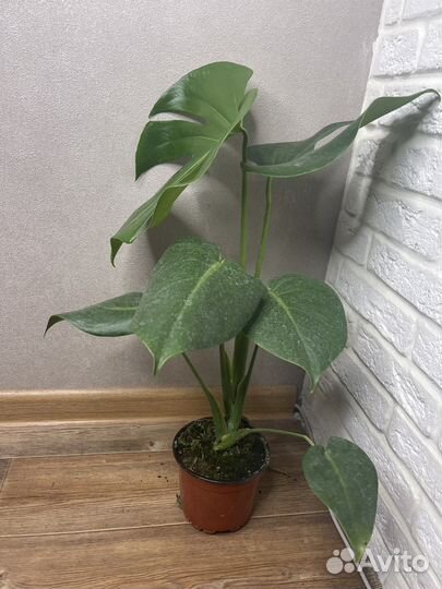 Монстера комнатные цветы
