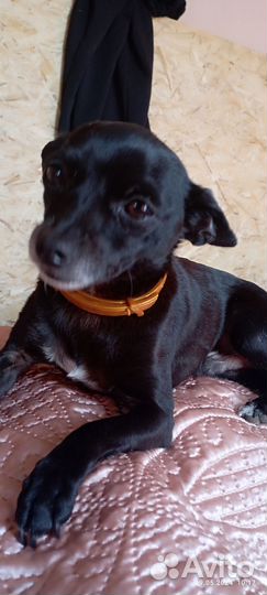 Щенки тойтерьера