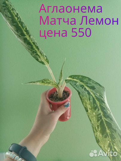 Комнатные цветы домашние