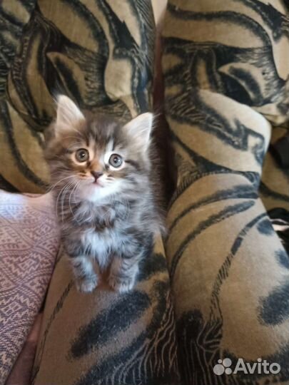 Кошка в дар