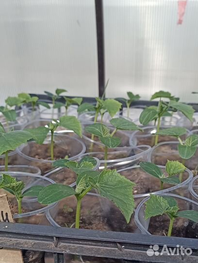 Рассада огурцов