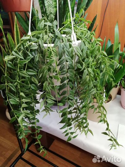 Хойи разные