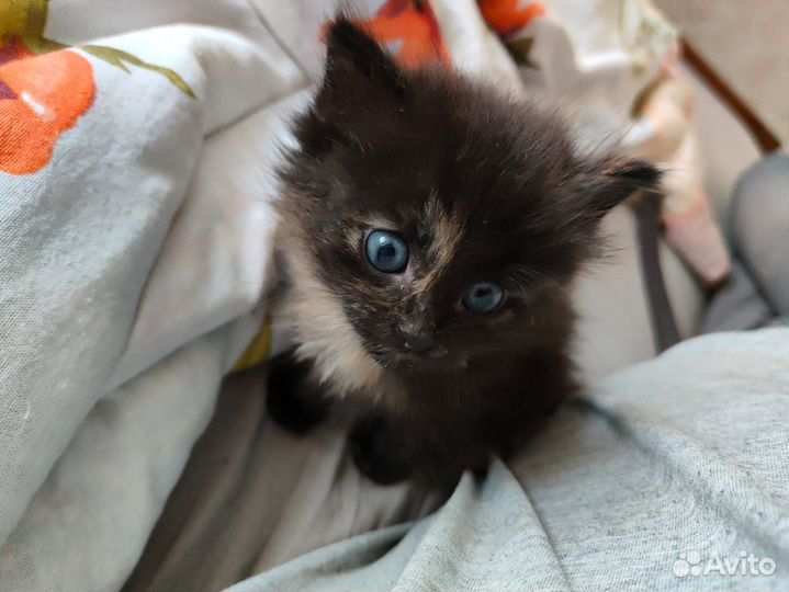 Кошка в дар