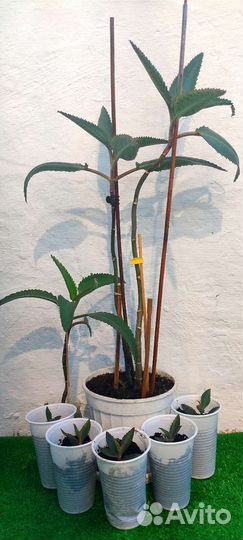 Каланхоэ лечебное