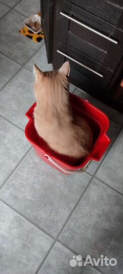 Отдам кота в добрые руки
