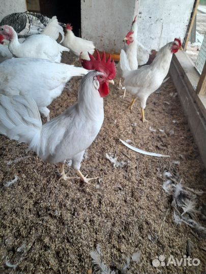 Петух леггорн