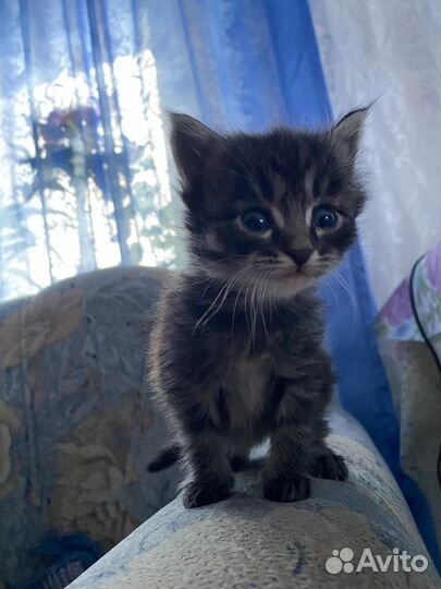 Котята малыши