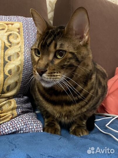 Котоситтер, няня для кошек, передержка