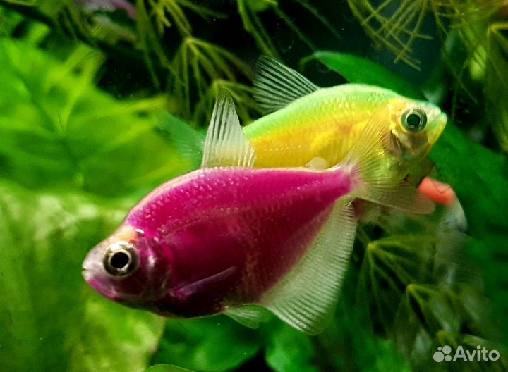 Тернеции всех цветов. Возможна доставка