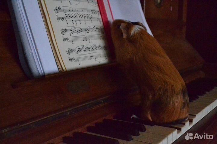 Онлайн Преподаватель/репетитор фортепиано