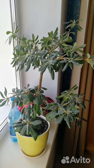 Комнатное растение