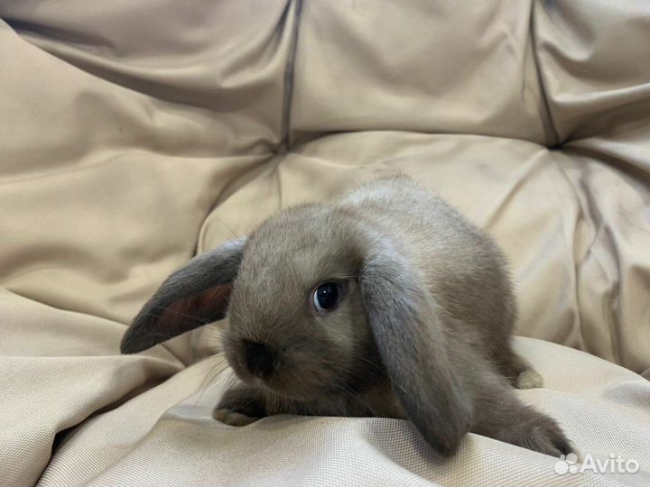 Кролик декоративный минилоп