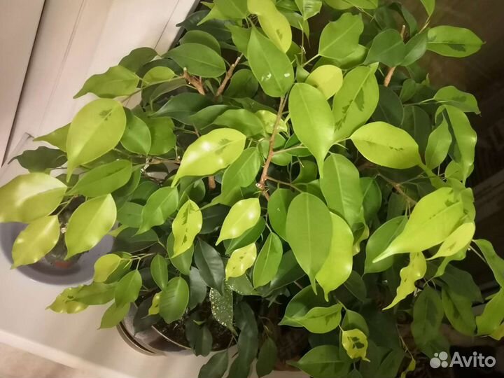 Фикус бенджамина Моник Голден